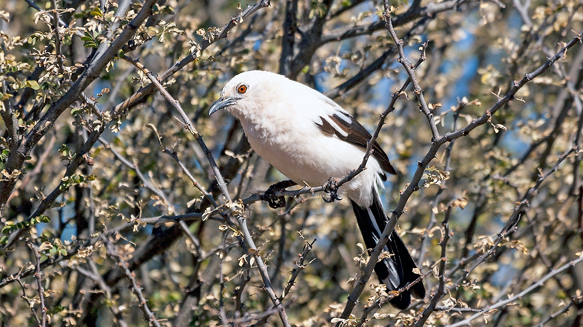 Southern Pied Babbler [Turdoides bicolor]
