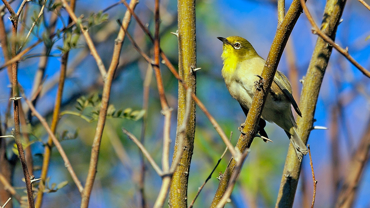 Orange River White-eye [Zosterops pallidus]