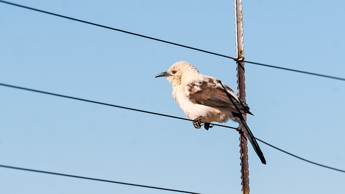 Southern Pied Babbler [Turdoides bicolor]