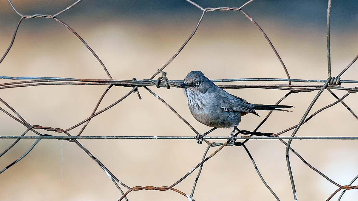 Chestnut-vented Warbler [Curruca subcoerulea subcoerulea]