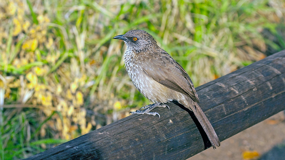 Arrow-marked Babbler [Turdoides jardineii jardineii]