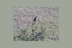 Gurney's Sugarbird [Promerops gurneyi gurneyi]