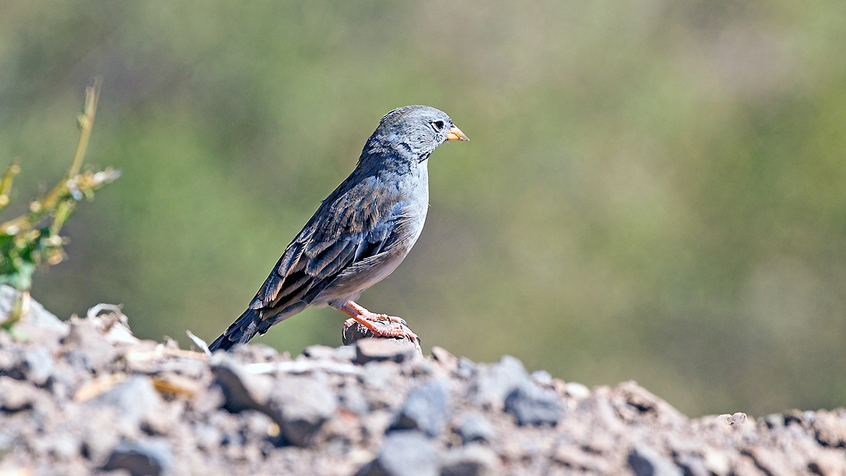 Band-tailed Sierra Finch [Rhopospina alaudina alaudina]