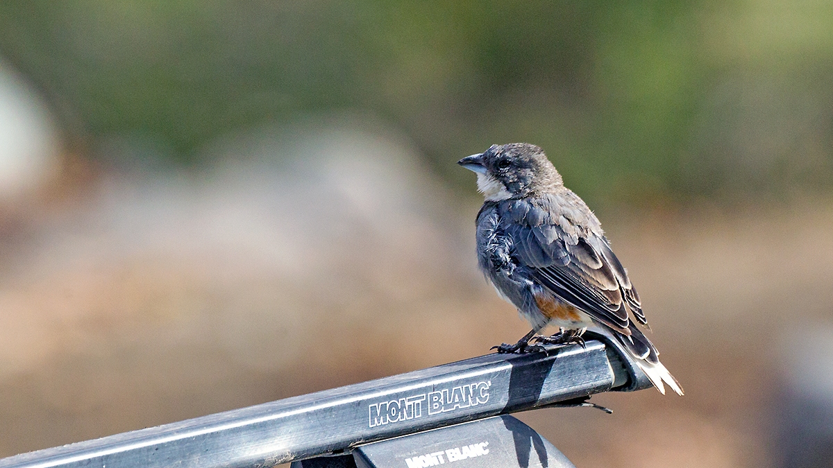 Diuca Finch [Diuca diuca diuca]