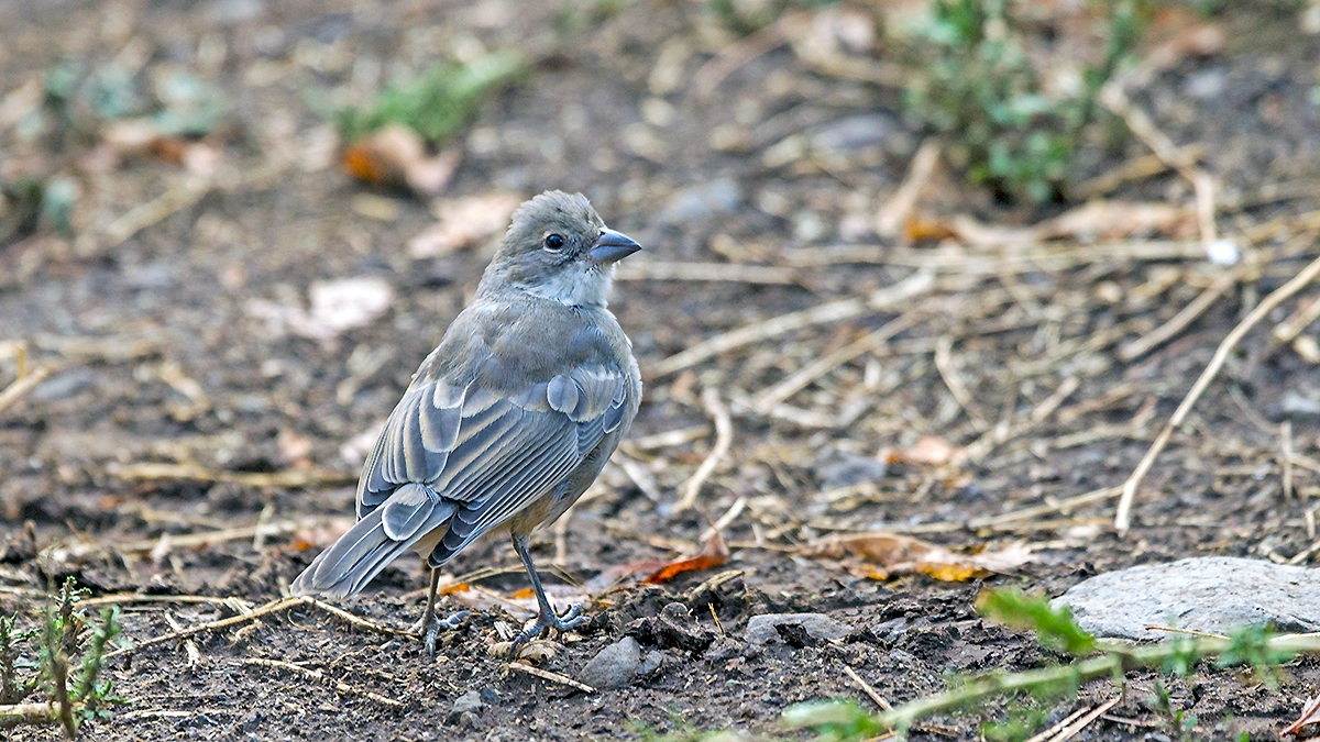 Diuca Finch [Diuca diuca diuca]