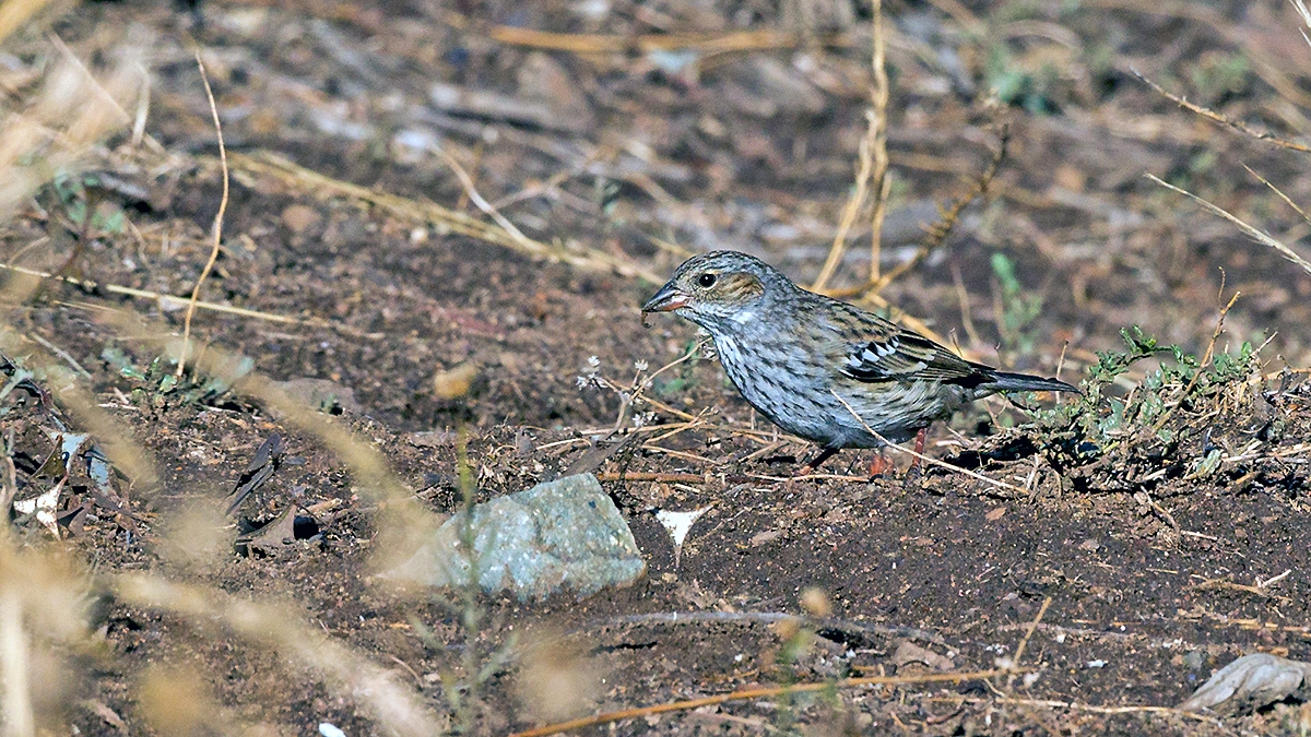 Mourning Sierra Finch [Rhopospina fruticeti fruticeti]