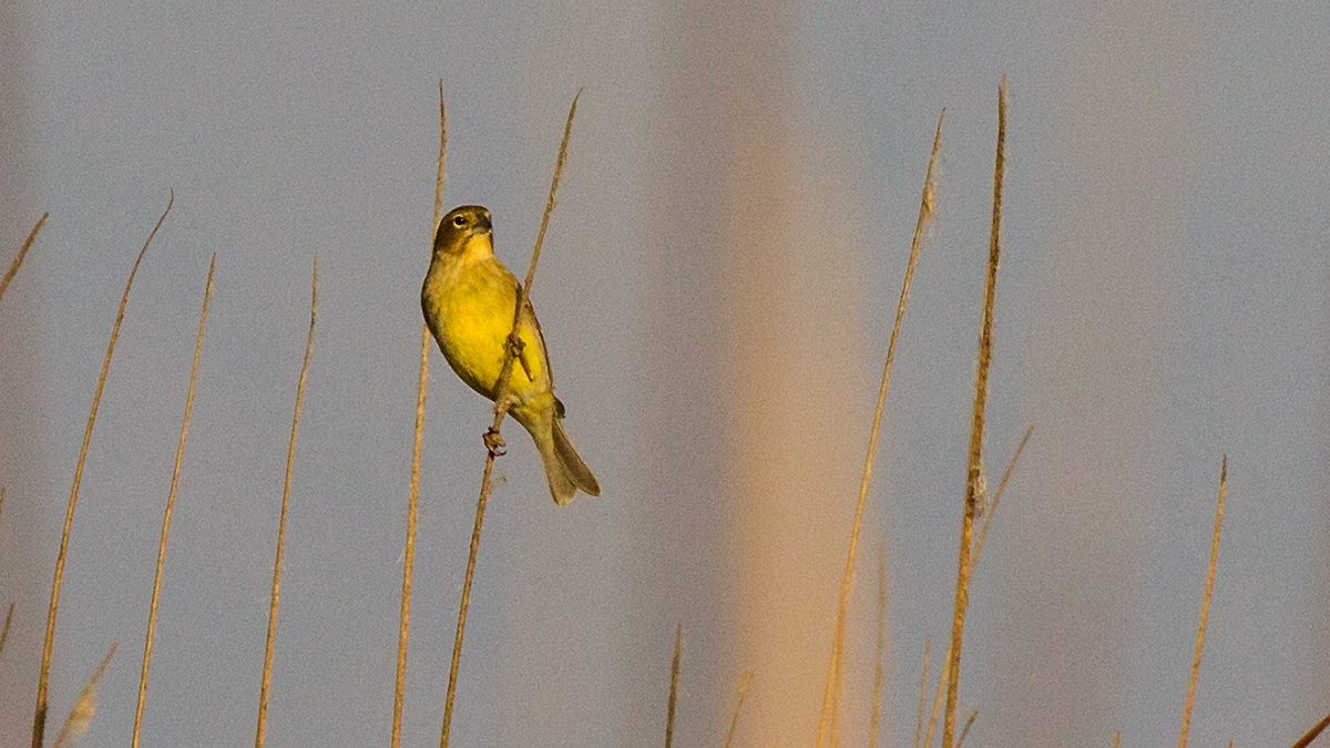 Grassland Yellow Finch [Sicalis luteola luteiventris]