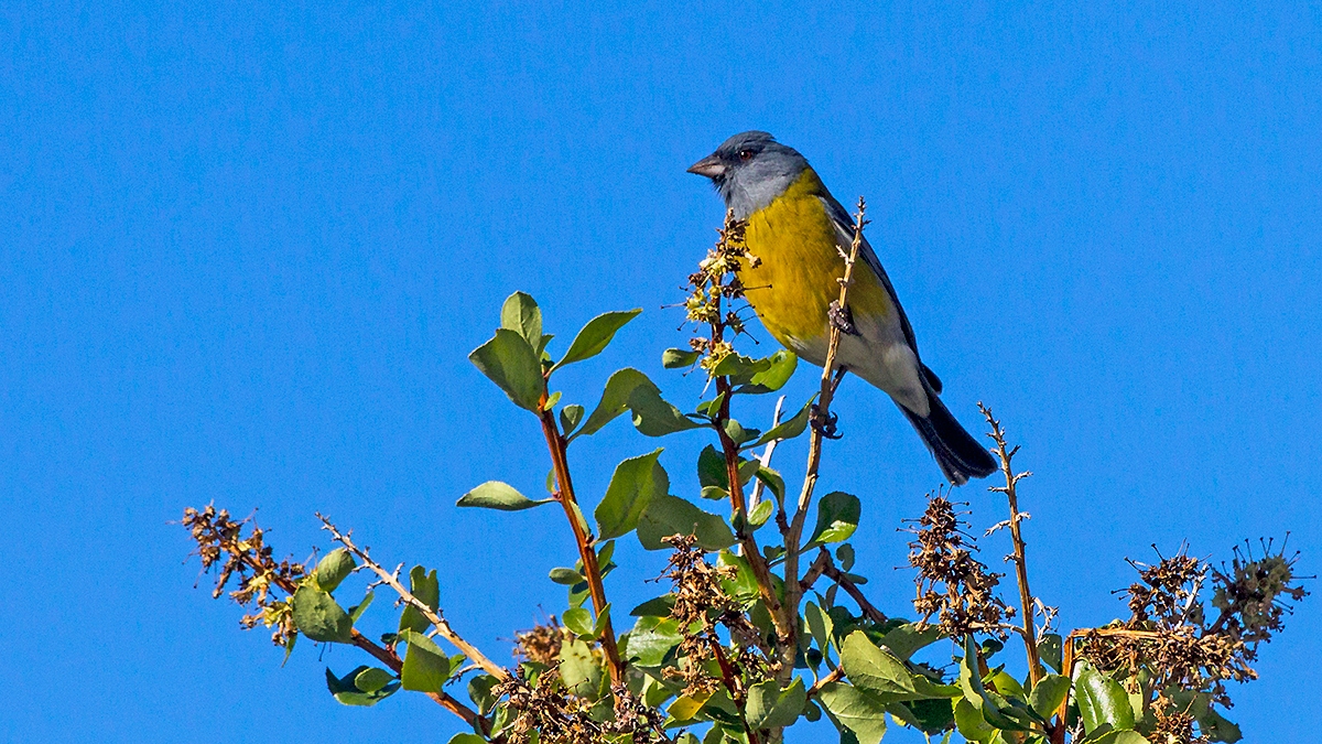 Grey-hooded Sierra Finch [Phrygilus gayi gayi]