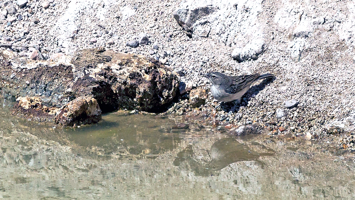 Ash-breasted Sierra Finch [Geospizopsis plebejus plebejus]