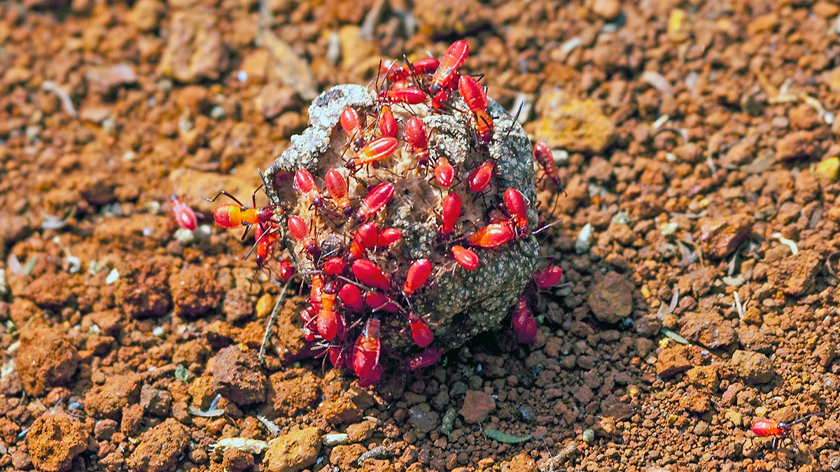red bug [Dysdercus sp.?]