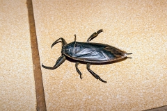 African Giant Water Bug [Lethocerus niloticus]