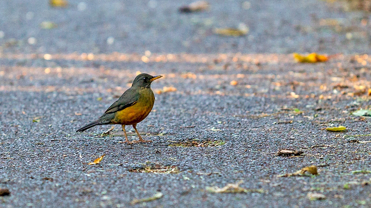 Olive Thrush [Turdus olivaceus transvaalensis]