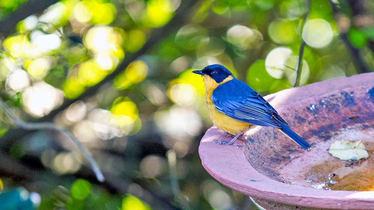 Chorister Robin-Chat [Cossypha dichroa dichroa]