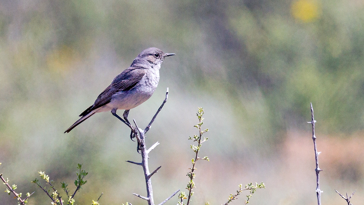 Karoo Chat [Emarginata schlegelii pollux]