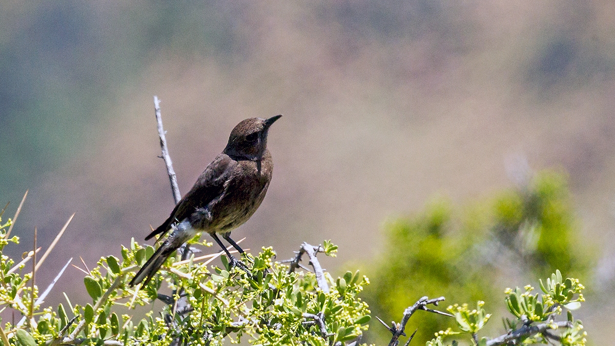 Mountain Chat [Myrmecocichla monticola monticola]