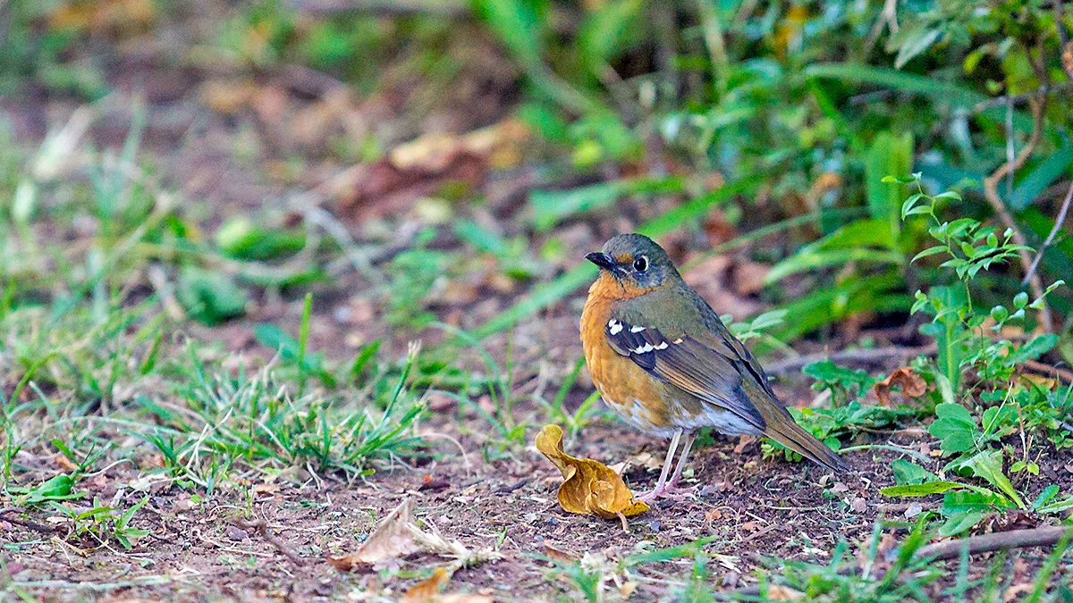 Orange Ground Thrush [Geokichla gurneyi disruptans]