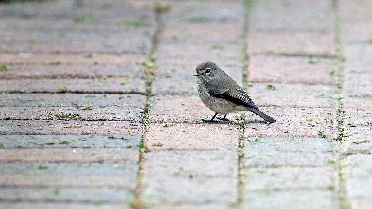 African Dusky Flycatcher [Muscicapa adusta adusta]