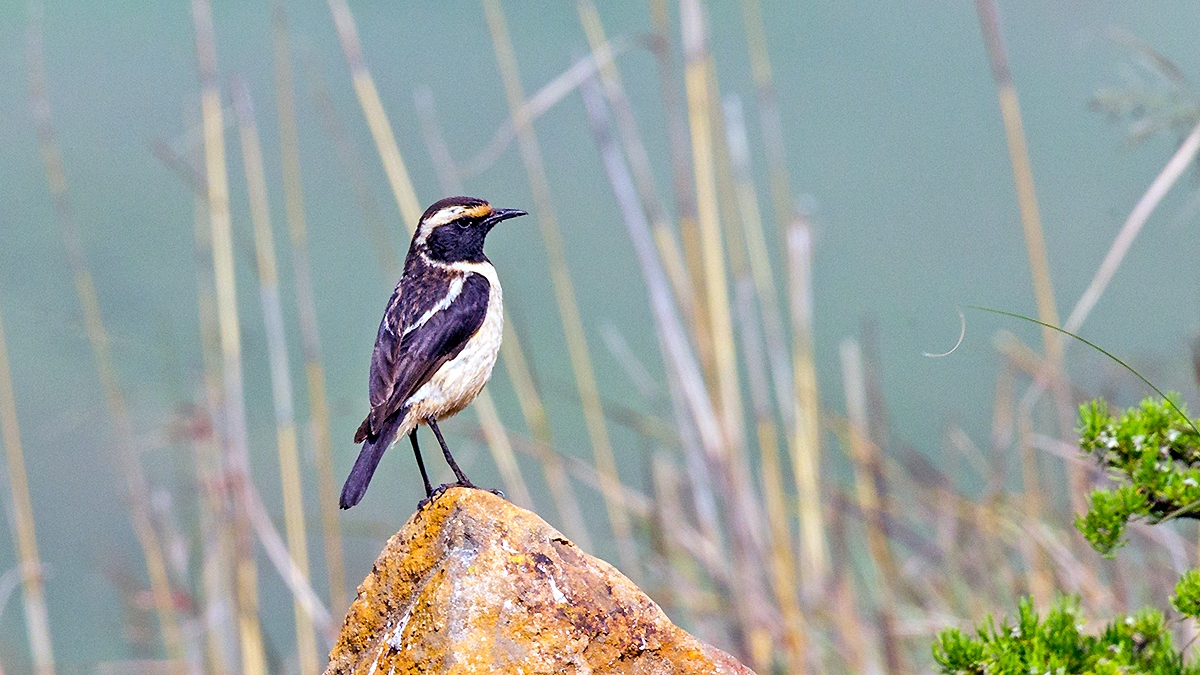 Buff-streaked Chat [Campicoloides bifasciatus]
