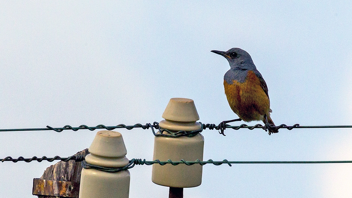 Sentinel Rock Thrush [Monticola explorator tenebriformis]