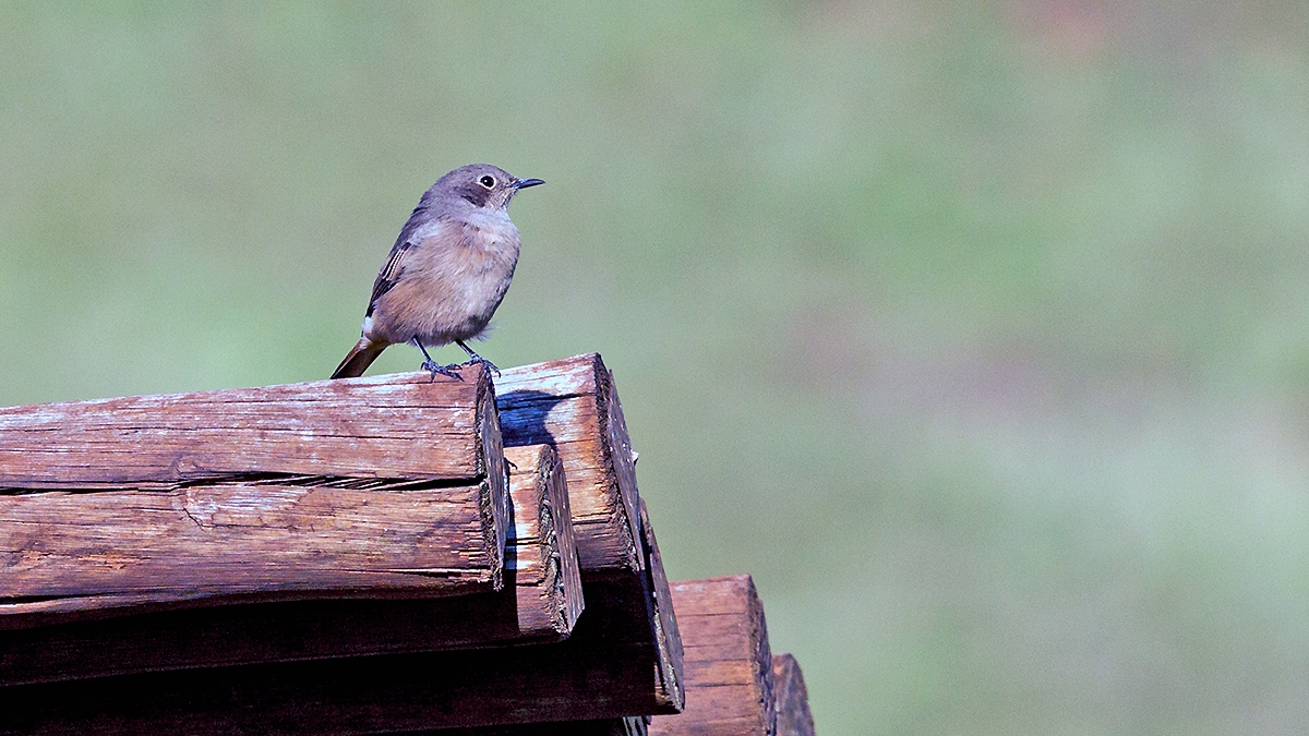 Familiar Chat [Oenanthe familiaris actuosa]