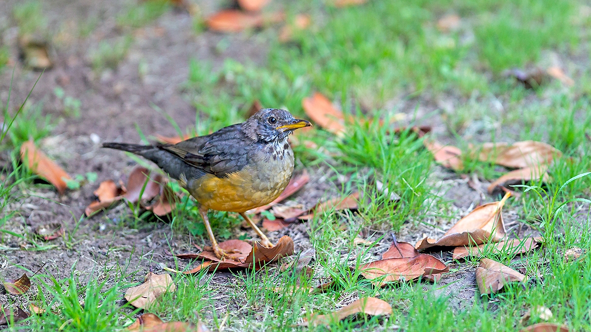 Olive Thrush [Turdus olivaceus culminans]