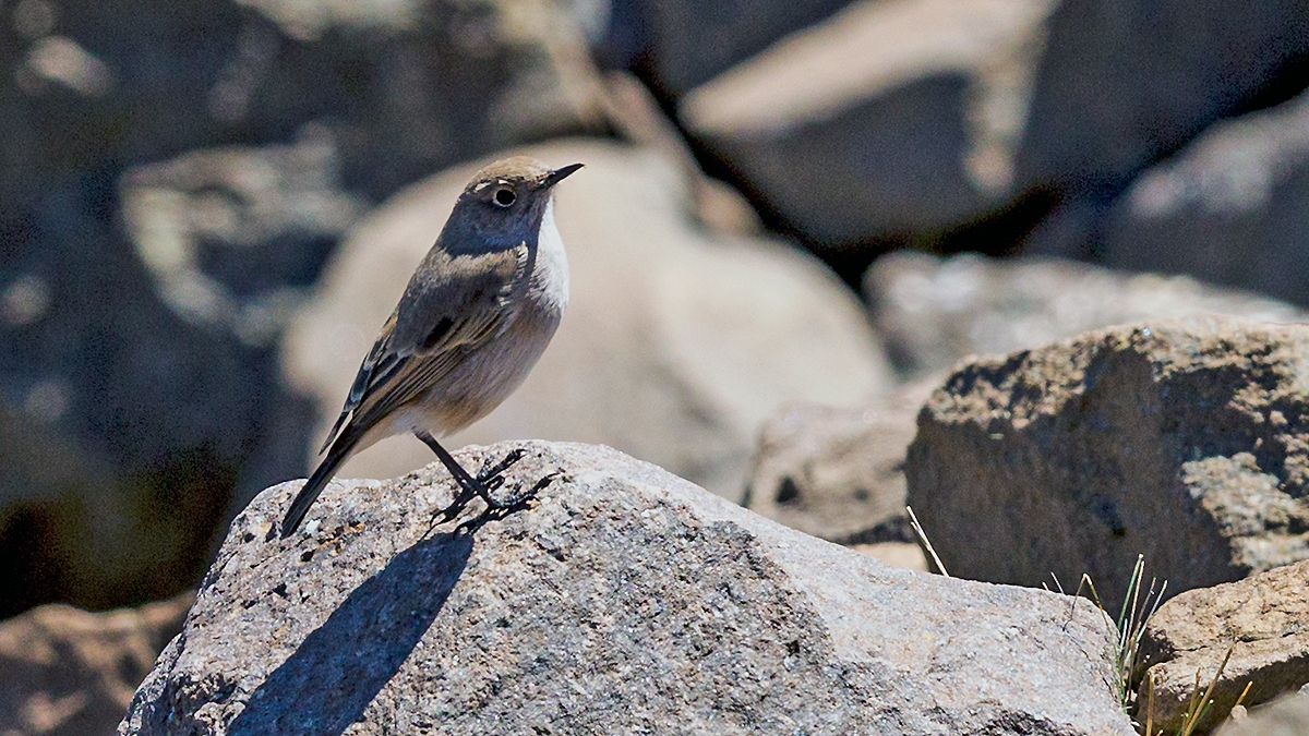 Sickle-winged Chat [Emarginata sinuata hypernephela]