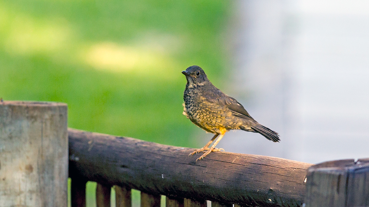 Olive Thrush [Turdus olivaceus culminans]