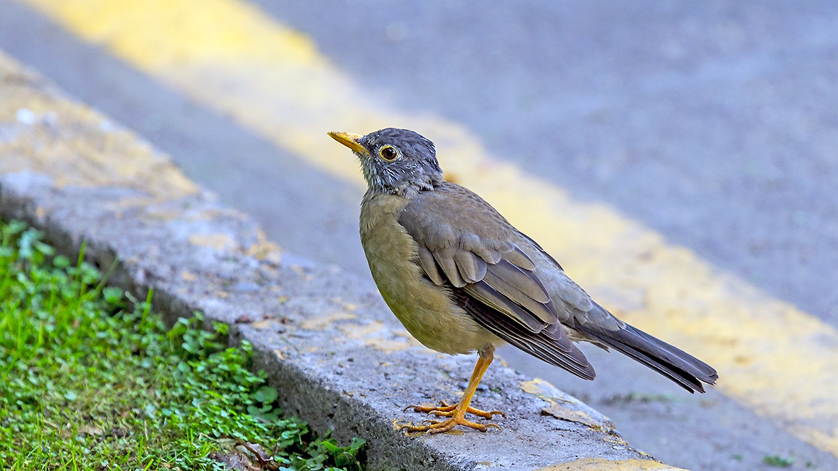 Austral Thrush [Turdus falcklandii magellanicus]