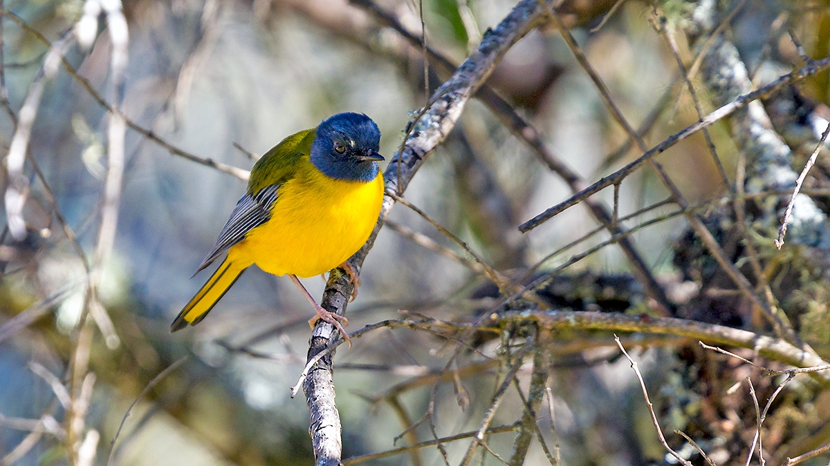 White-starred Robin [Pogonocichla stellata transvaalensis]