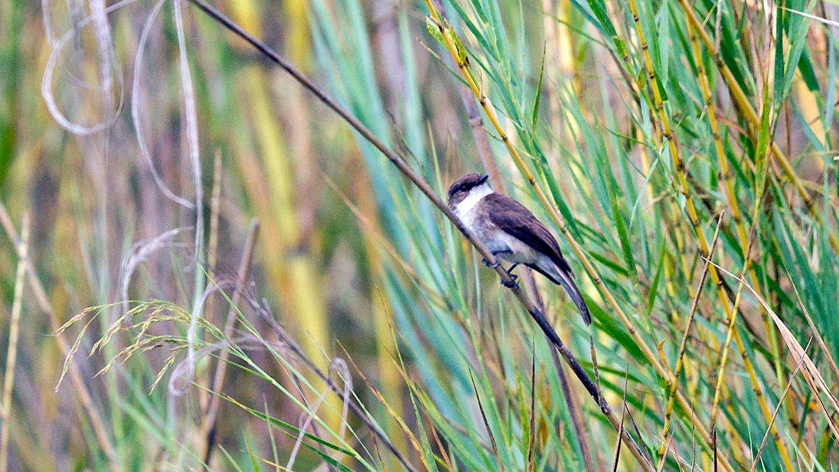 Swamp Flycatcher [Muscicapa aquatica infulata]