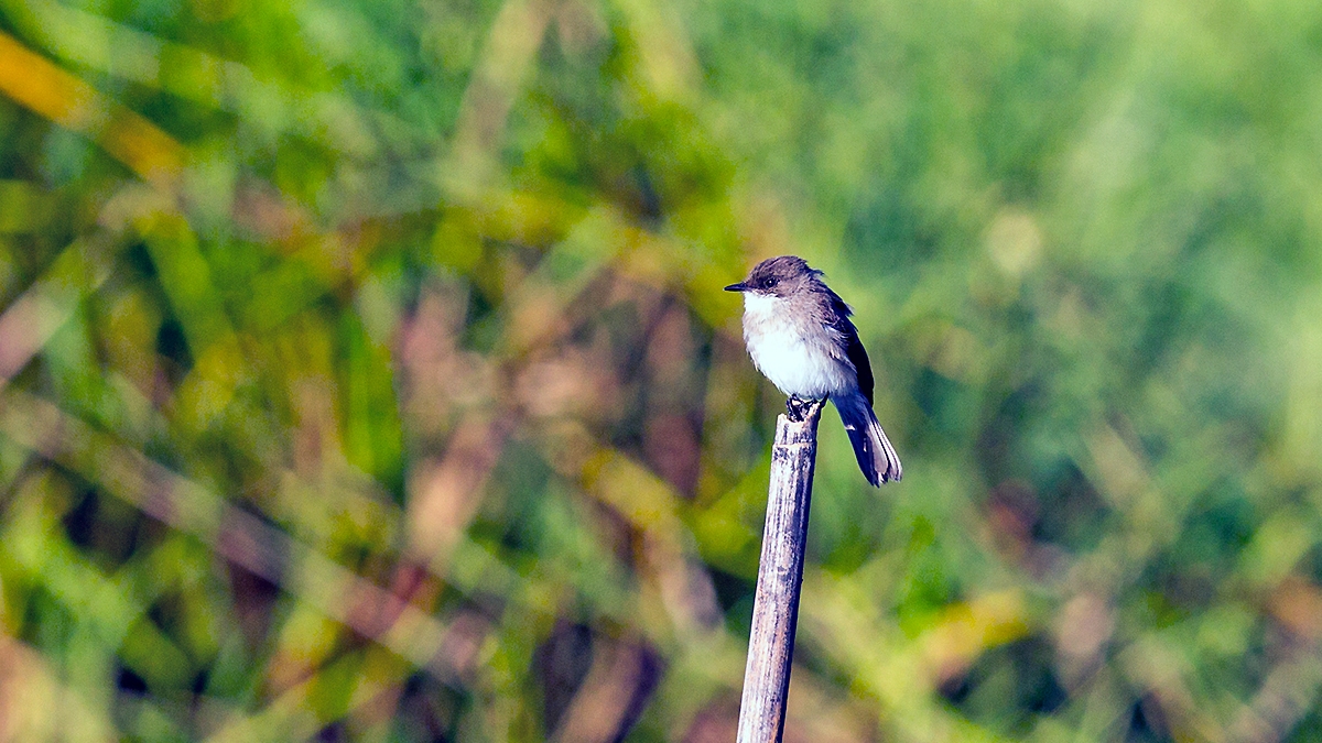Swamp Flycatcher [Muscicapa aquatica infulata]