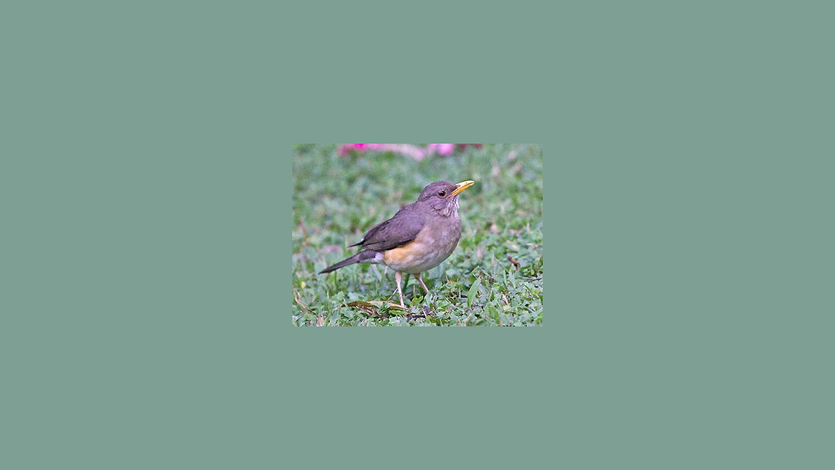 African Thrush [Turdus pelios centralis]