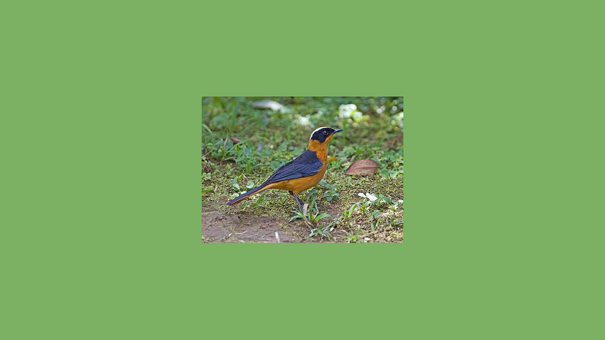 Snowy-crowned Robin-Chat [Cossypha niveicapilla melanonota]