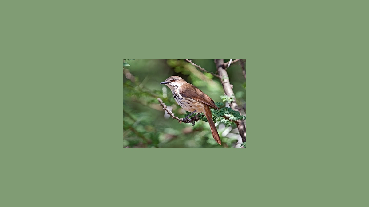 Spotted Palm Thrush [Cichladusa guttata guttata]