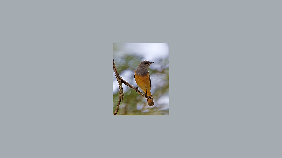Little Rock Thrush [Monticola rufocinereus rufocinereus]