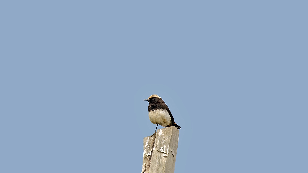 Abyssinian Wheatear [Oenanthe lugubris schalowi]