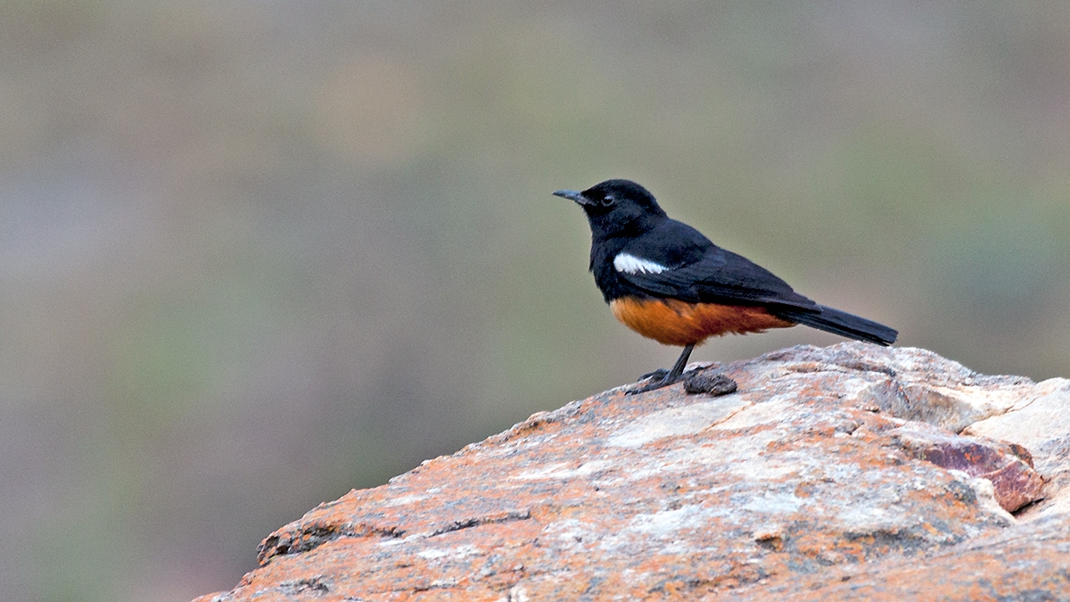 Mocking Cliff Chat [Thamnolaea cinnamomeiventris cinnamomeiventris]