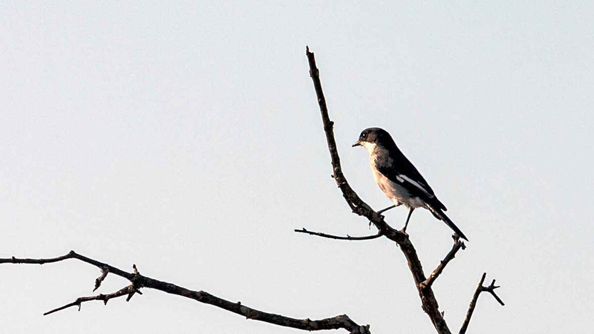 Fiscal Flycatcher [Sigelus silens silens]