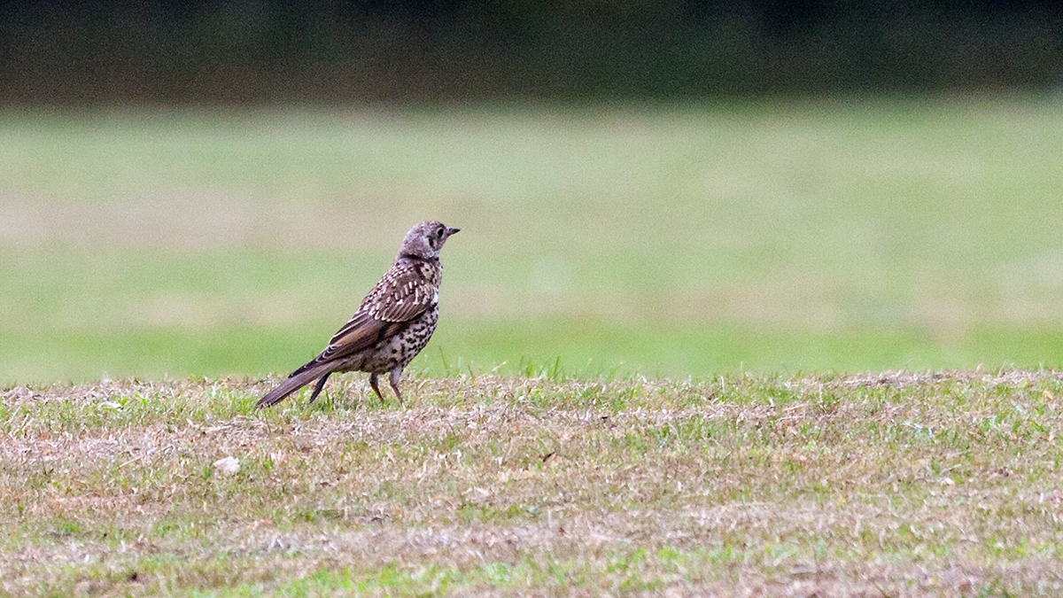 Mistle Thrush [Turdus viscivorus viscivorus]