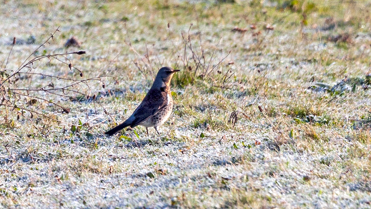 Fieldfare [Turdus pilaris]