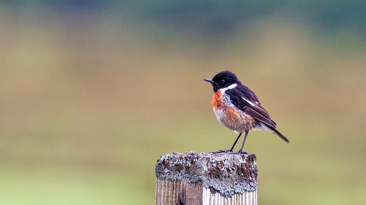 European Stonechat [Saxicola rubicola hibernans]