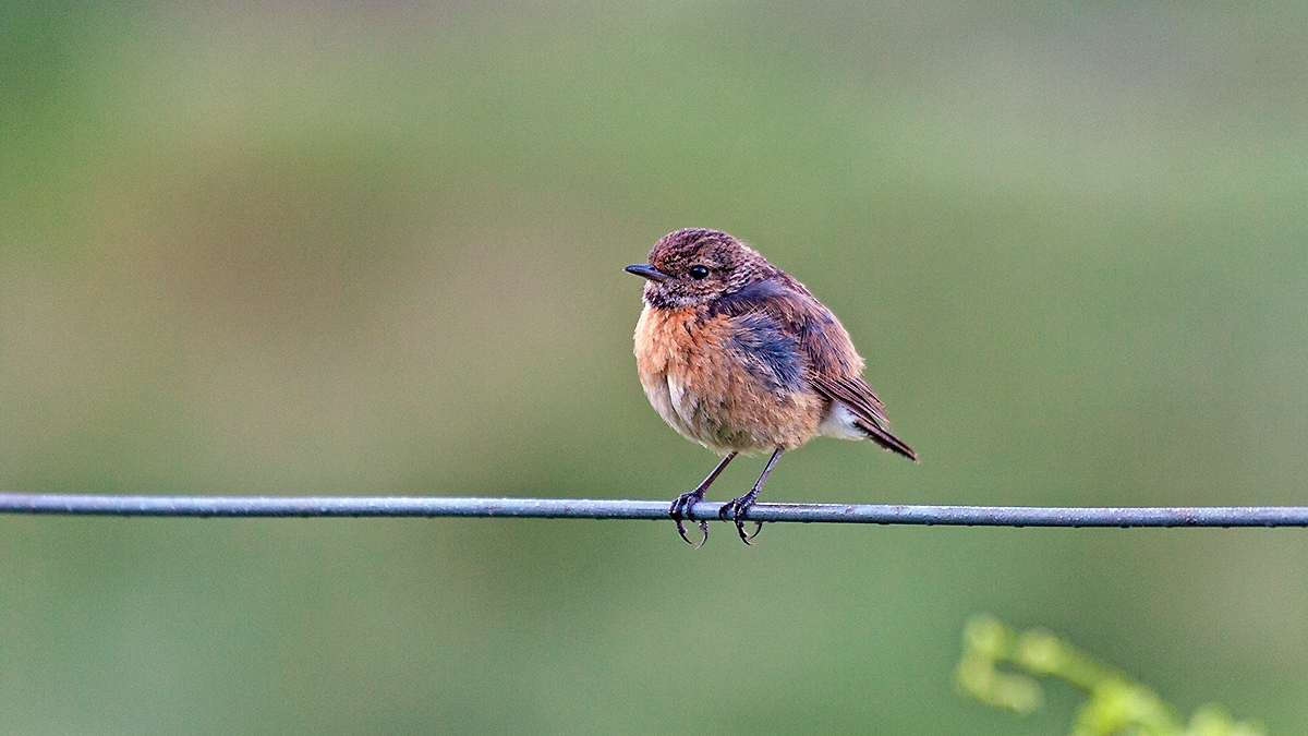 European Stonechat [Saxicola rubicola hibernans]