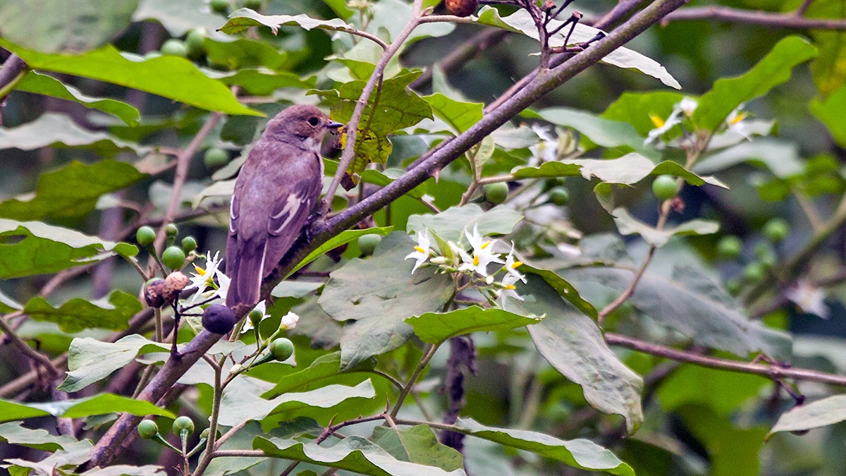 European Pied Flycatcher [Ficedula hypoleuca]