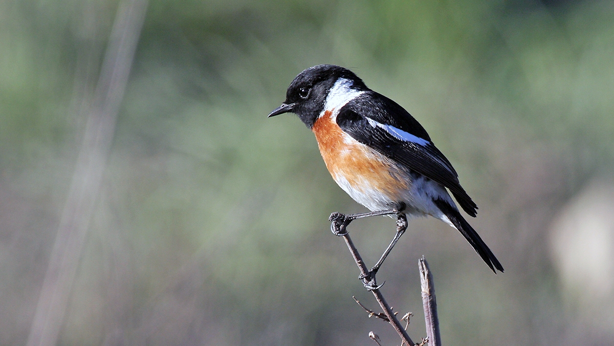 African Stonechat [Saxicola torquatus stonei]