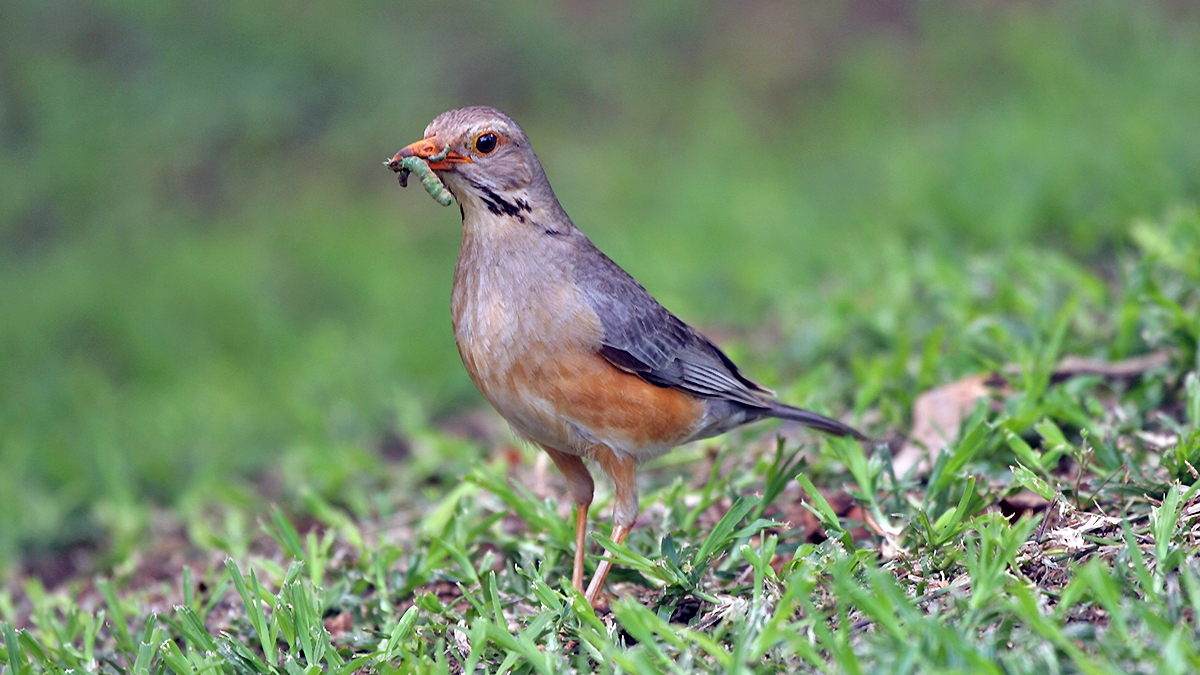 Kurrichane Thrush [Turdus libonyana libonyana]
