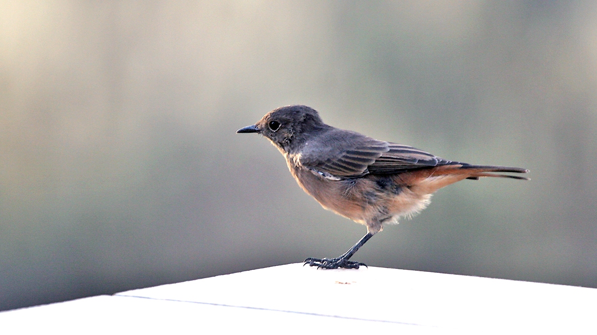 Familiar Chat [Oenanthe familiaris familiaris]