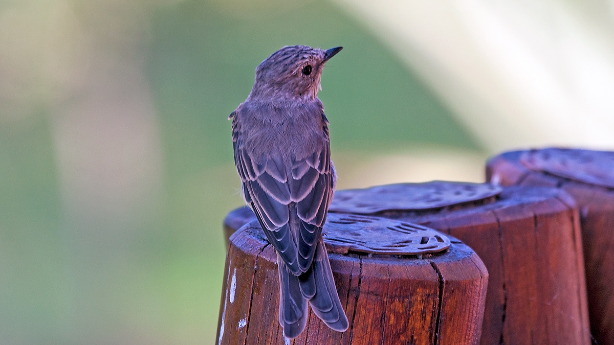 Spotted Flycatcher [Muscicapa striata]