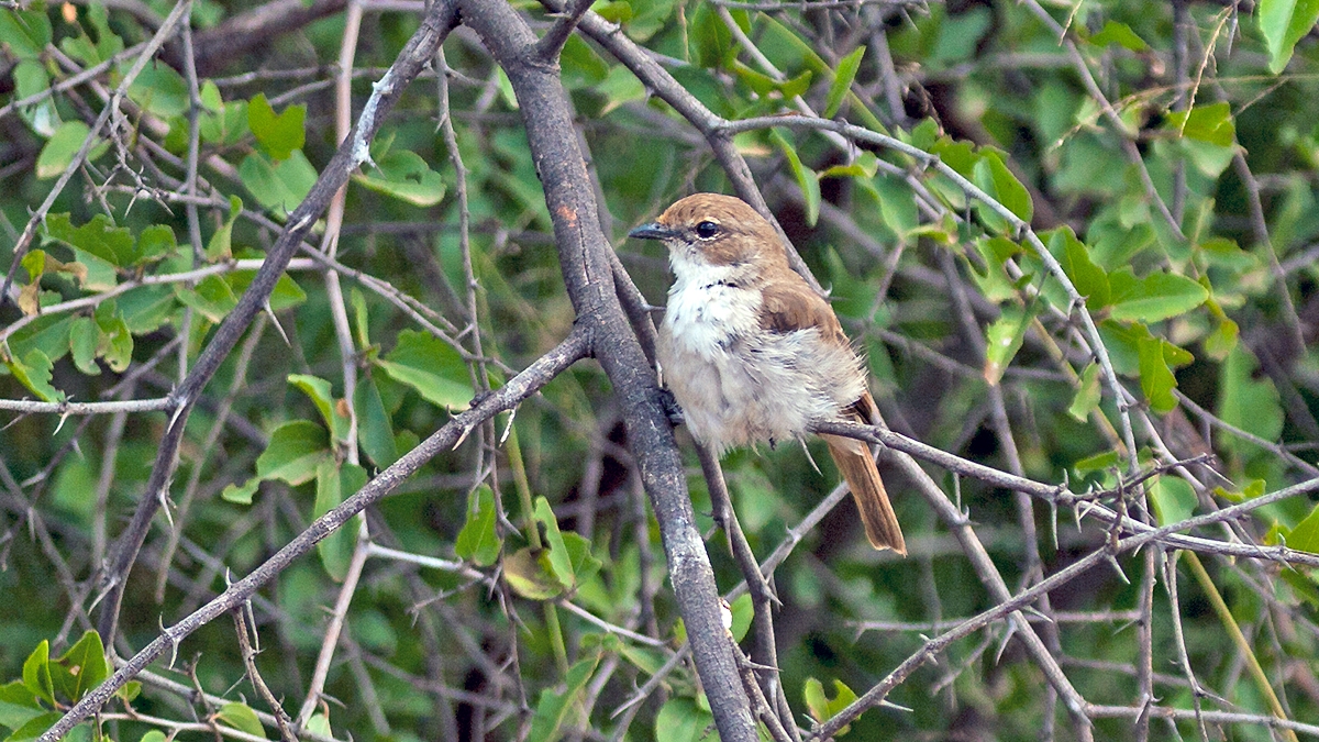 Marico Flycatcher [Bradornis mariquensis mariquensis]