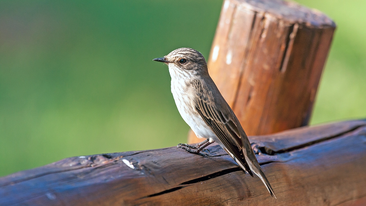 Spotted Flycatcher [Muscicapa striata]