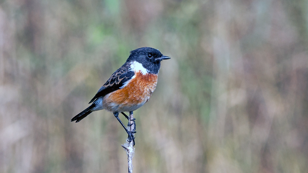 African Stonechat [Saxicola torquatus stonei]
